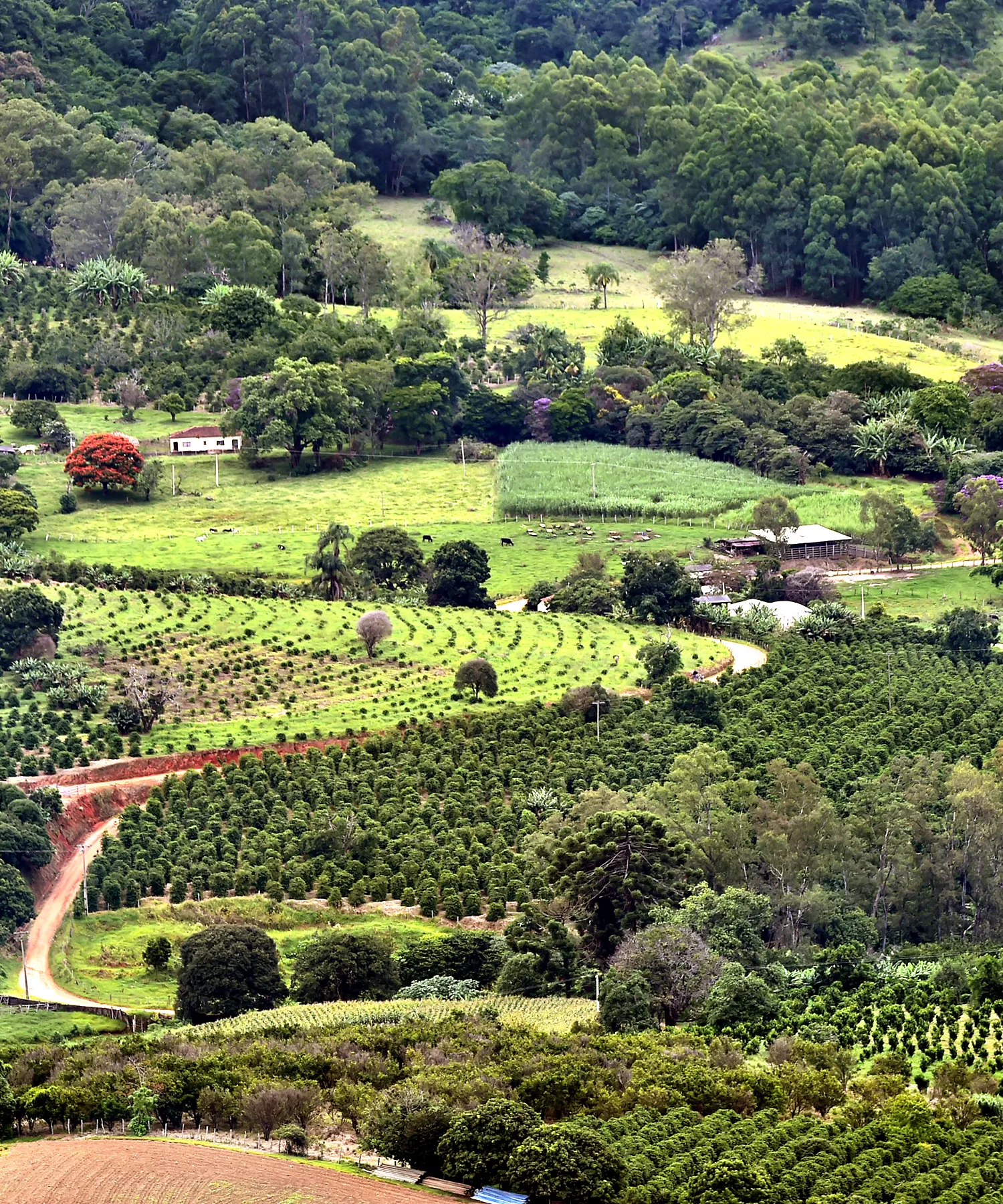 Producing coffee and cattle in São Paulo, Brazil
